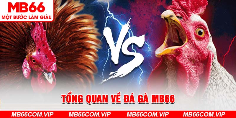 Đá gà MB66 - Sân chơi cho các tín đồ yêu thích đá gà trực tuyến