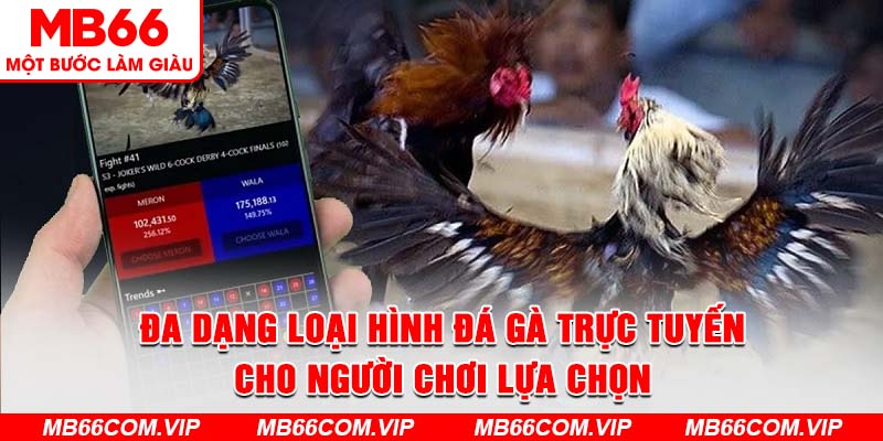 Đa dạng các loại hình đá gà hot nhất thời đại tại nhà cái mb66