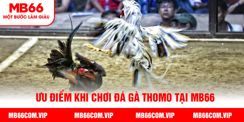 Tham gia đá gà thomo tại mb66 với nhiều ưu điểm