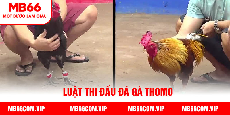 Luật chơi đá gà thomo chi tiết  cho kê thủ