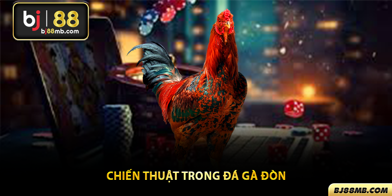 Hướng dẫn để chọn và chăm sóc gà đòn hiệu quả